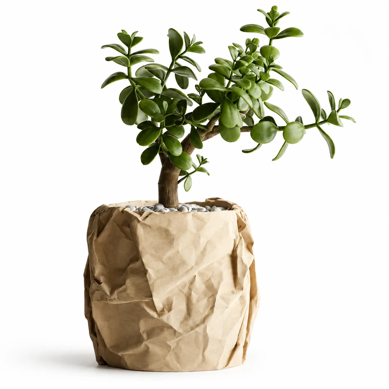 Crumpled Paper