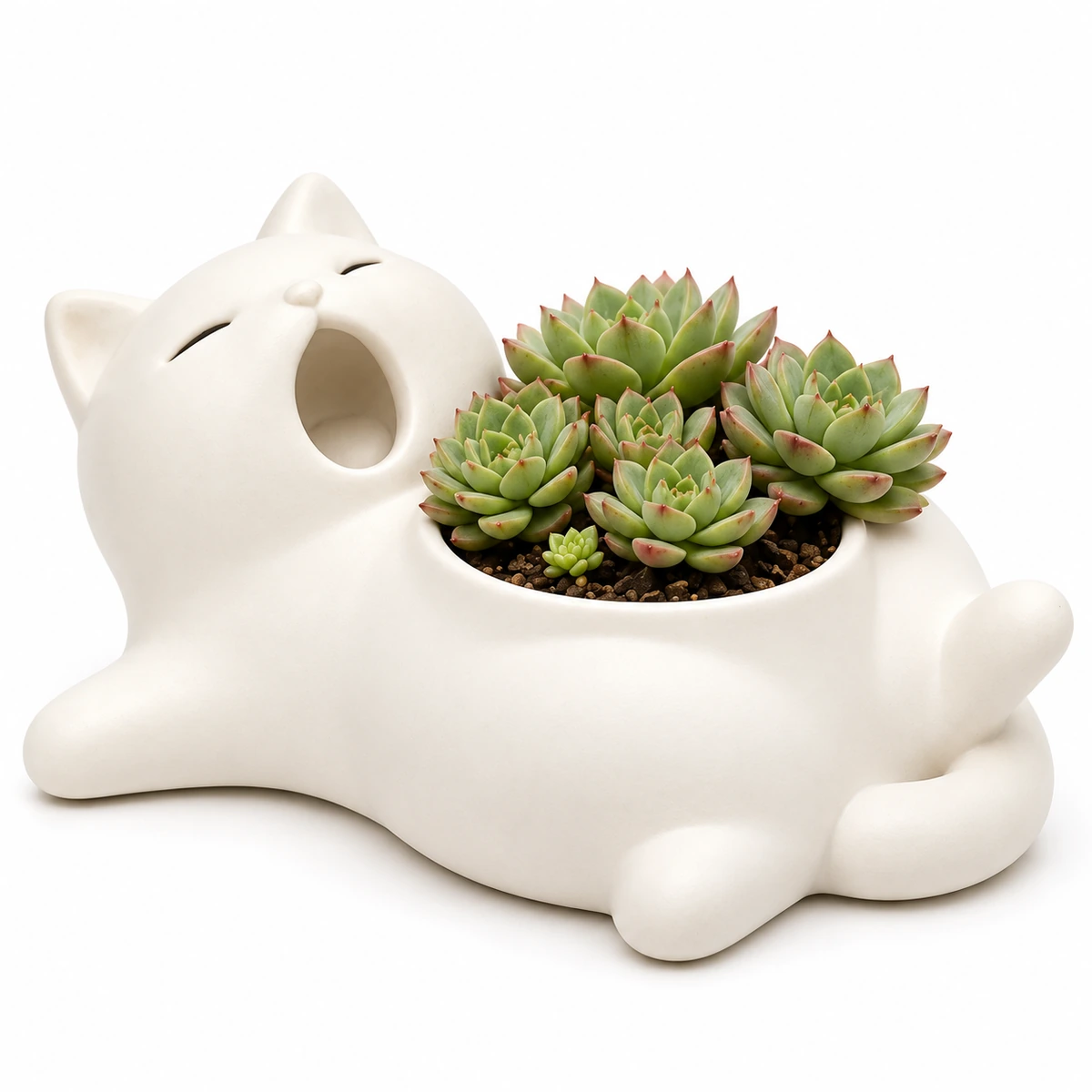 Yawning Cat